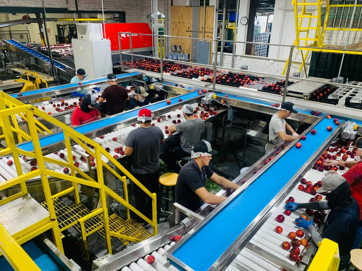 kenapa modular belt mudah tracking modular belt conveyor tracking